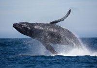 Whales Gold Coast Tours