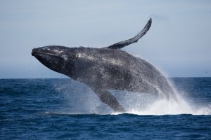 Whales Gold Coast Tours